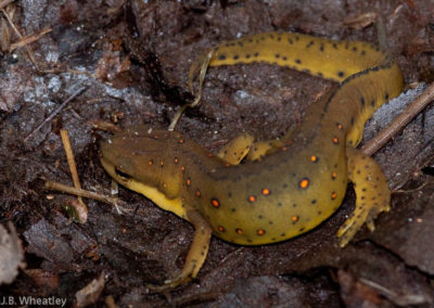 Red-Spotted Newt on Land
