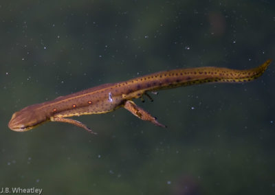Red-Spotted Newt Swimming