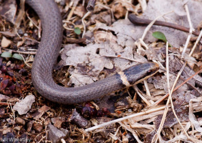 Ring-Necked Snake (Diadophis Punctatus)