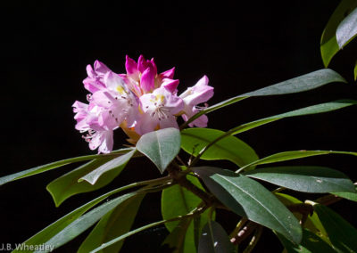 Rosebay Rhododendron (Rhododendron Maximum)