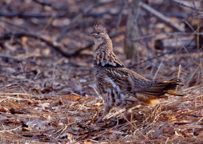 Ruffed Grouse Pennsylvania State Bird