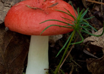 Russula with Pine Seedling