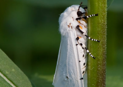Salt Marsh Moth (Estigmene Acrea): Common Far from Salt Marshes