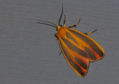 Scarlet-Winged Lichen Moth (Hypoprepia Miniata)