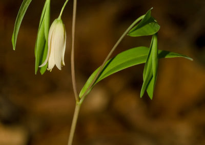 Sessile Bellwort (Uvularia Sessilifolia)