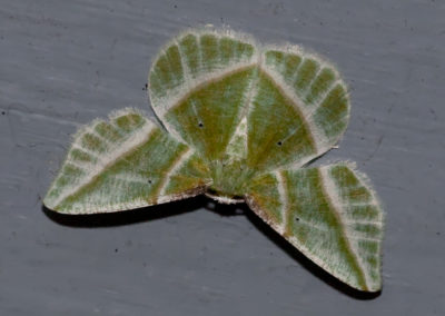 Showy Emerald Moth (Dichorda Iridaria): Caterpillars Feed on Sumac