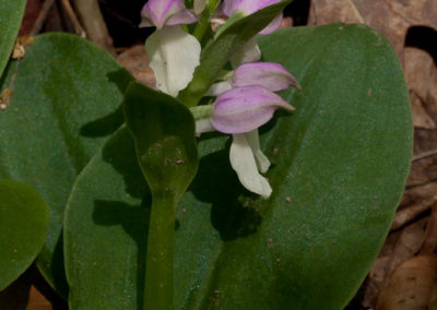 Showy Orchis (Galearis Spectabilis) 2