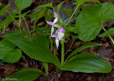 Showy Orchis (Galearis Spectabilis) 3