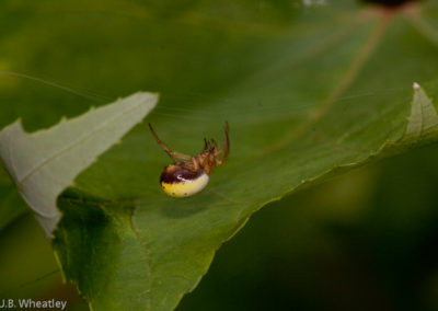 Six-Spotted Orbweaver (Araniella Displicata): Tiny Spiders Who Build Webs on Upturned Leaves