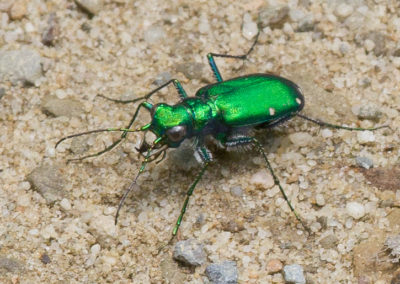 Six-Spotted Tiger Beetle (Cicindela Sexguttata): Common Shiny Green Beetle of Forests, Roads, Paths