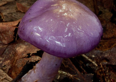 Slimy Purple Cortinarius