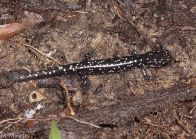 Northern Slimy Salamander (Plethodon Glutinosus)