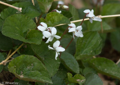 Small White Violet (Viola Macloskeyi)