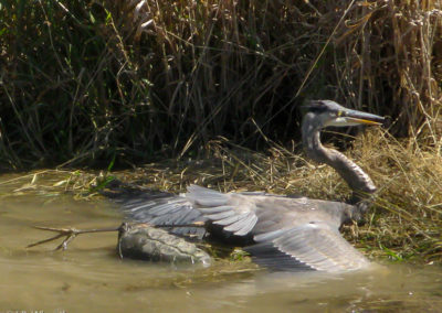 Snapping Turtle Attacking Great Blue Heron (Which Then Escaped)