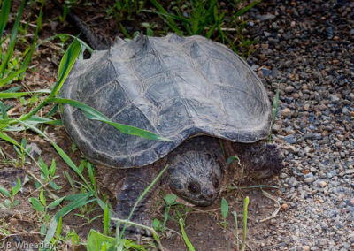 Snapping Turtle (Chelydra Serpentina)