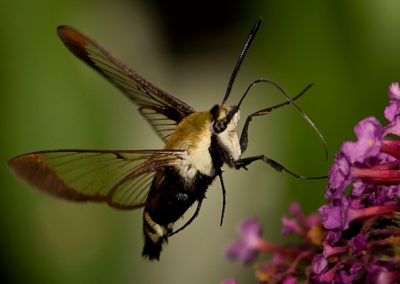 Snowberry Clearwing (Hemaris Diffinis) 2