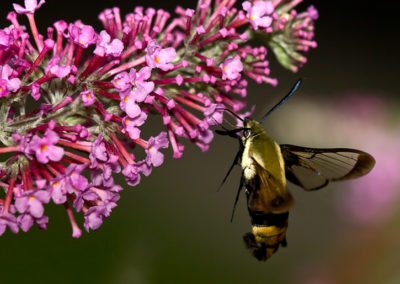 Snowberry Clearwing (Hemaris Diffinis) 3