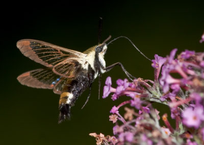Snowberry Clearwing (Hemaris Diffinis) 4