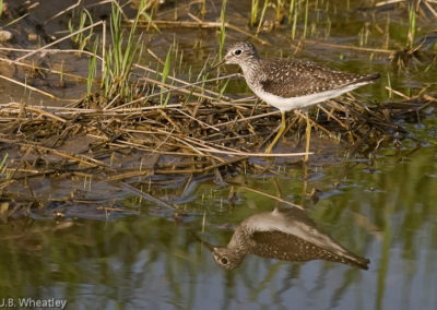Solitary Sandpiper Feeding in a Small Pool