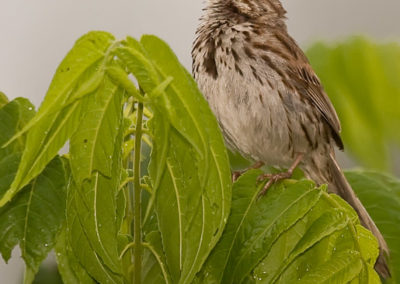 Song Sparrow Singing in the Rain
