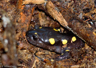 Spotted Salamander (Ambystoma Maculatum)