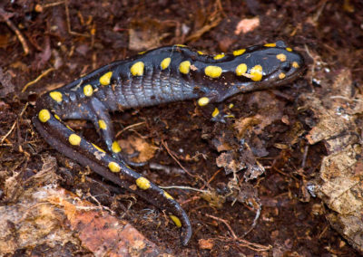 Spotted Salamander: Explosive Spring Breeders in Vernal Pools