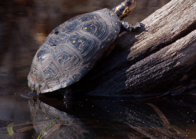 Spotted Turtle (Clemmys Guttata)