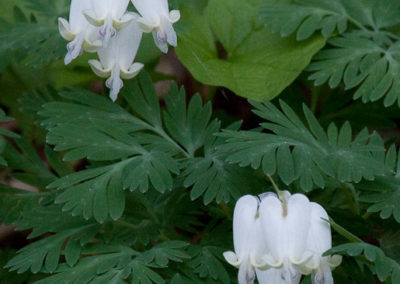 Squirrel Corn (Dicentra Canadensis): Its heart shape differentiates this plant from Dutchman’s Breeches