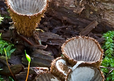 Striate Bird’s Nest Fungi (Fungi Cyathus Striatus)