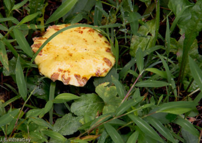 Suillus Americanus (Chicken Fat Mushroom)