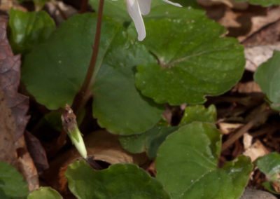 Sweet White Violet (Viola Blanda)