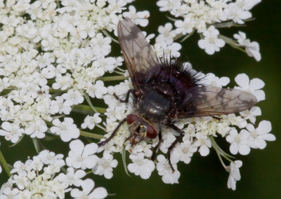 Tachinid Fly (Leschenaultia)
