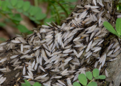 Eastern Subterranean Termite Swarm (Reticulitermes Flavipes)