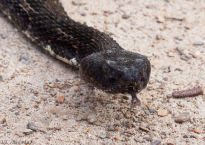 Timber Rattlesnake in Black Phase