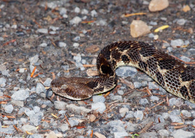 Timber Rattlesnake (Crotalus Horridus) in Black Phase 2