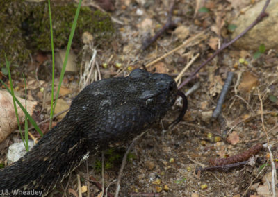 Timber Rattlesnake (Crotalus Horridus) in Black Phase