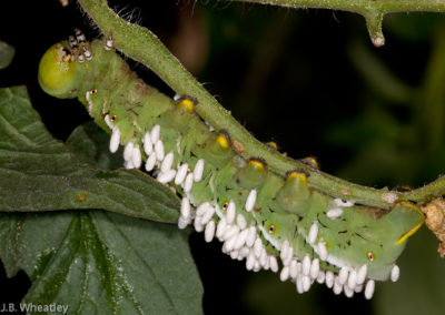 Tomato Hornworm: Doomed by Cocoons of Parasitic Wasp