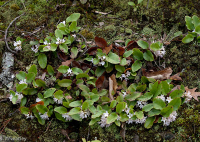 Trailing Arbutus (Epigaea Repens): Once Prized for its Scent, it was Shipped to the City in Little Boxes for the Ladies