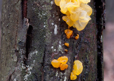 Witches Butter (Tremella)