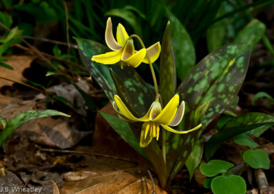 Trout Lily (Erythronium Americanum)