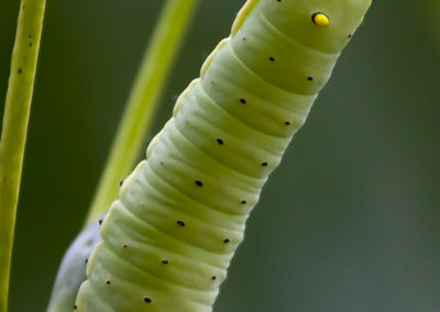 Tulip-Tree Moth (Callosamia Angulifera) Caterpillar