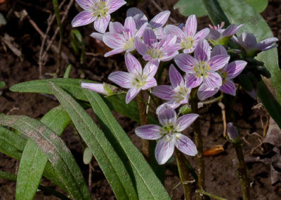 Virginia Spring Beauty (Claytonia Virginica) 2