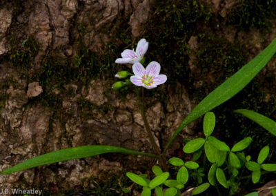 Virginia Spring Beauty (Claytonia Virginica)