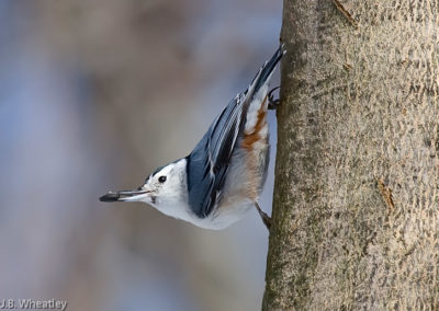 White-Breasted Nuthatch with Sunflower Seed