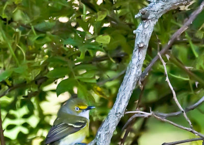White-Eyed Vireo in Thicket