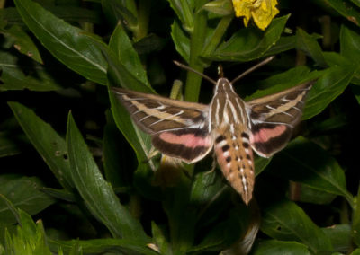 White-Lined Sphinx (Hyles Lineata) 3
