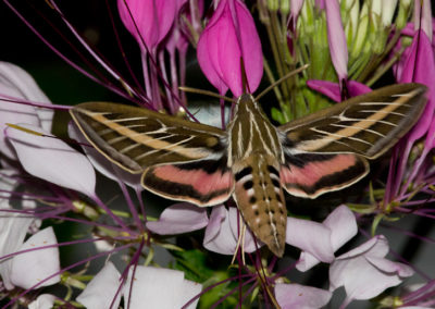 White-Lined Sphinx (Hyles Lineata)