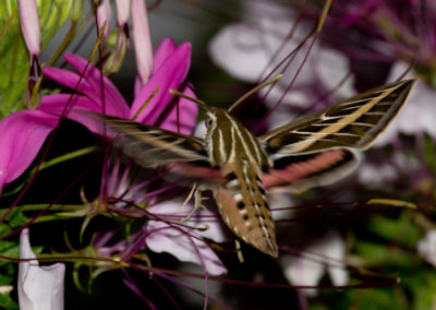 White-Lined Sphinx (Hyles Lineata) 8