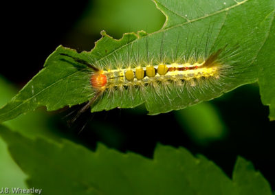 White-Marked Tussock Moth Caterpillar