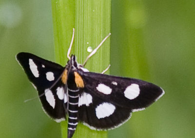 White-Spotted Sable Moth (Anania Funebris)